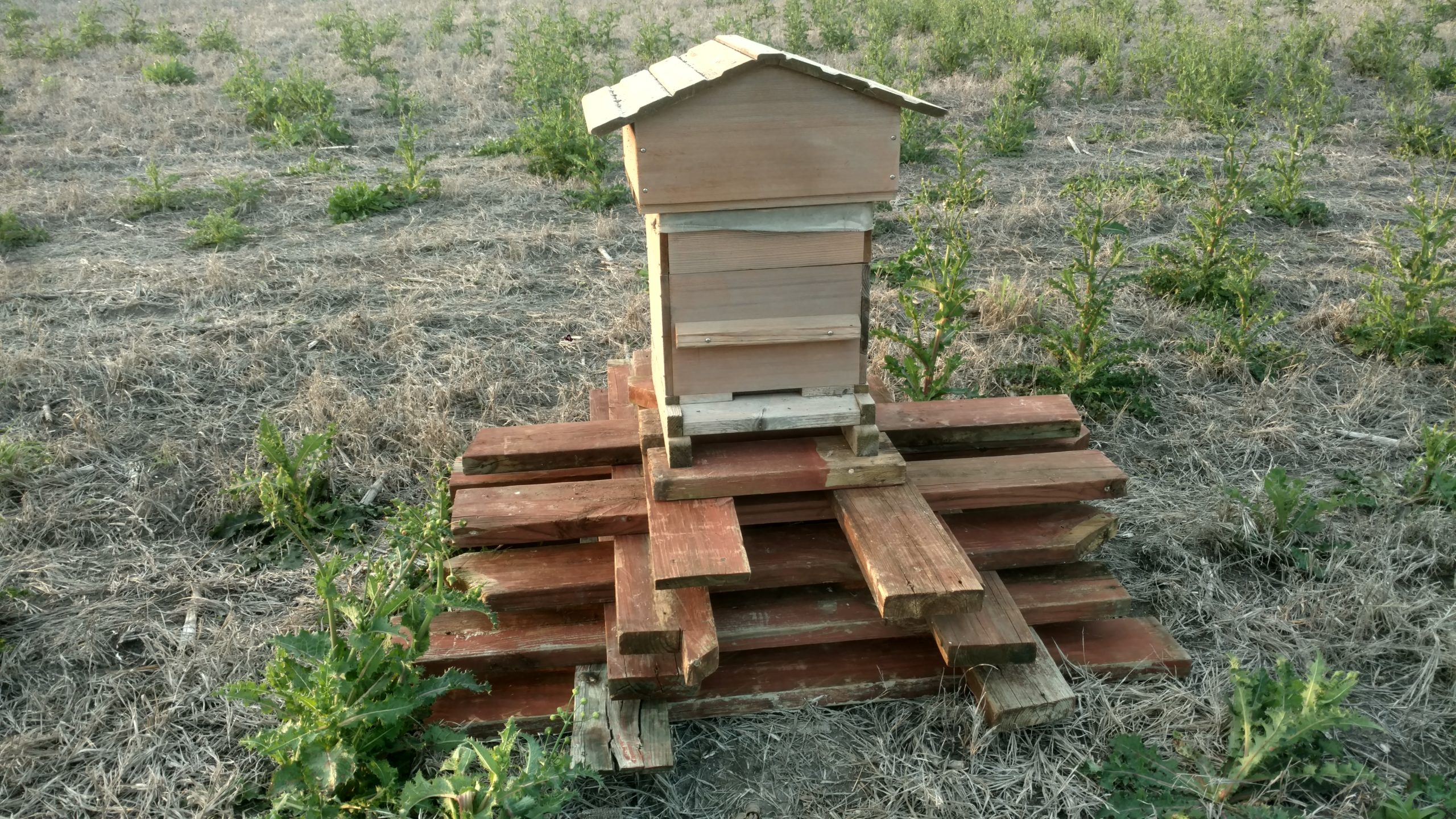 warre hive 
